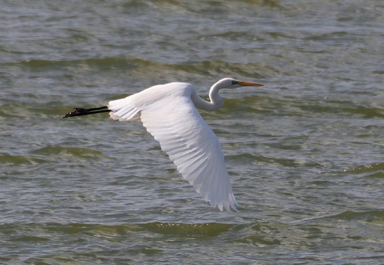 Airone Bianco Maggiore